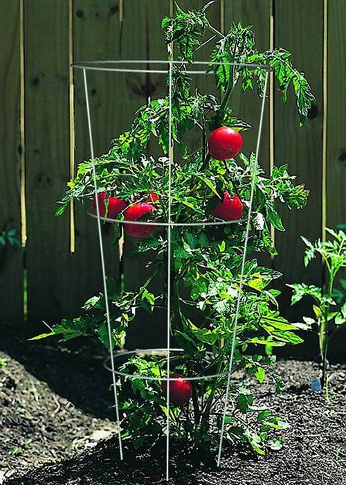 TOMATO CAGE 33in
