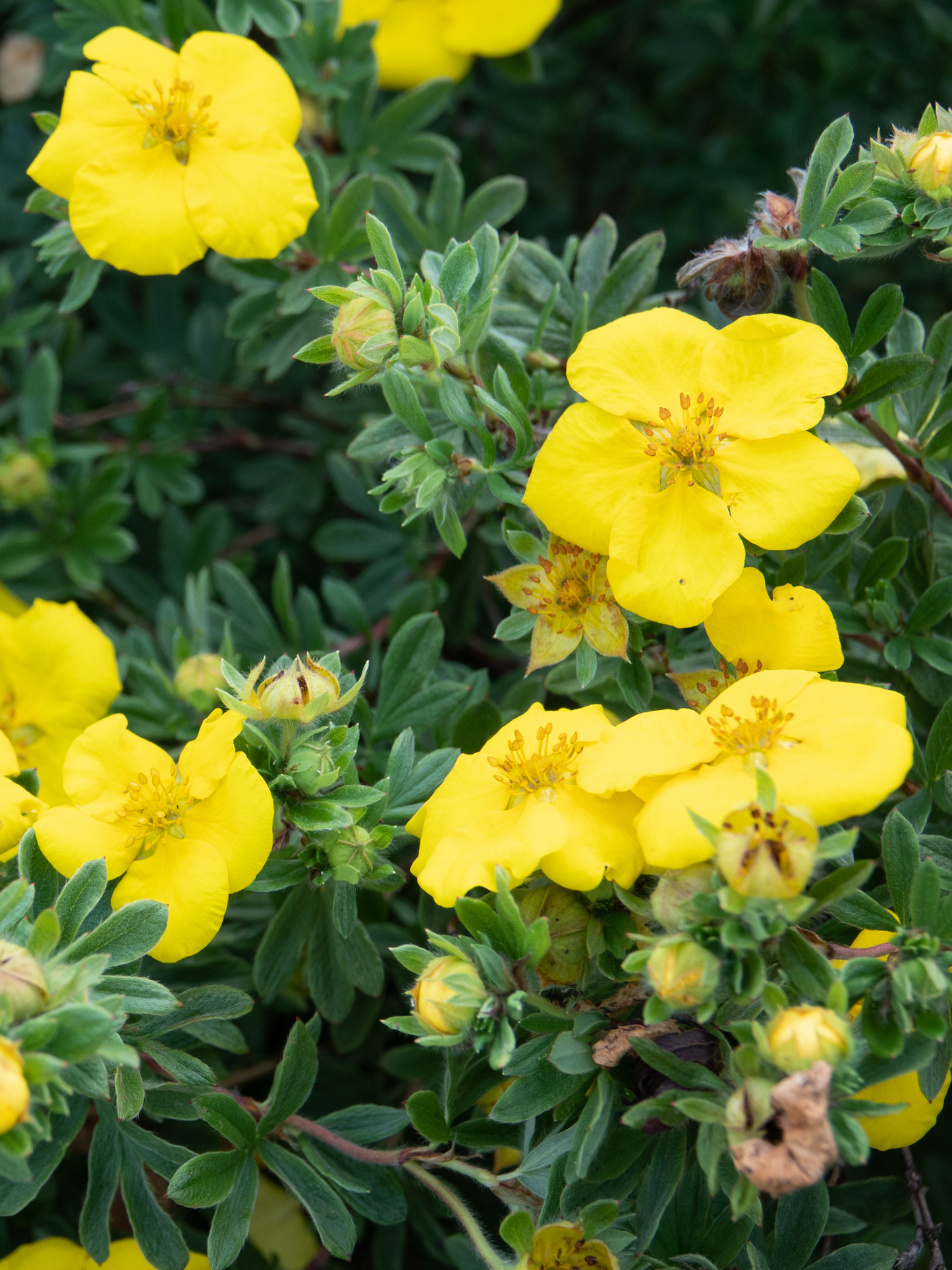 GOLD STAR POTENTILLA 2gal