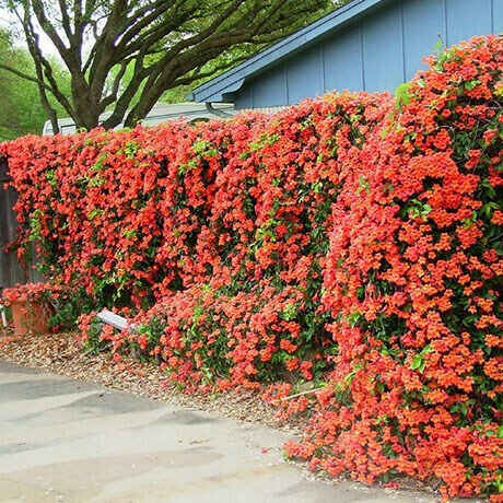BALBOA SUNSET TRUMPET VINE 1gal