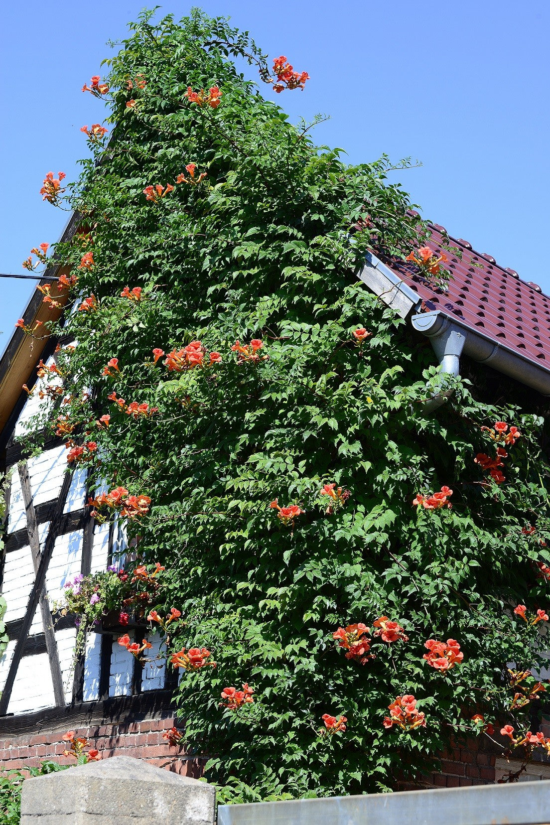 BALBOA SUNSET TRUMPET VINE 5gal