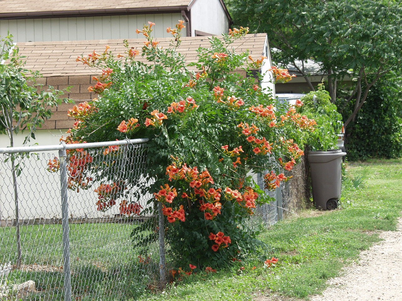 BALBOA SUNSET TRUMPET VINE 5gal