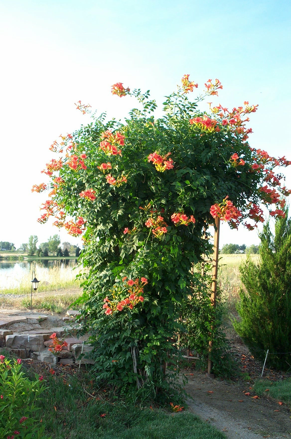 MADAME GALEN TRUMPET VINE 1gal