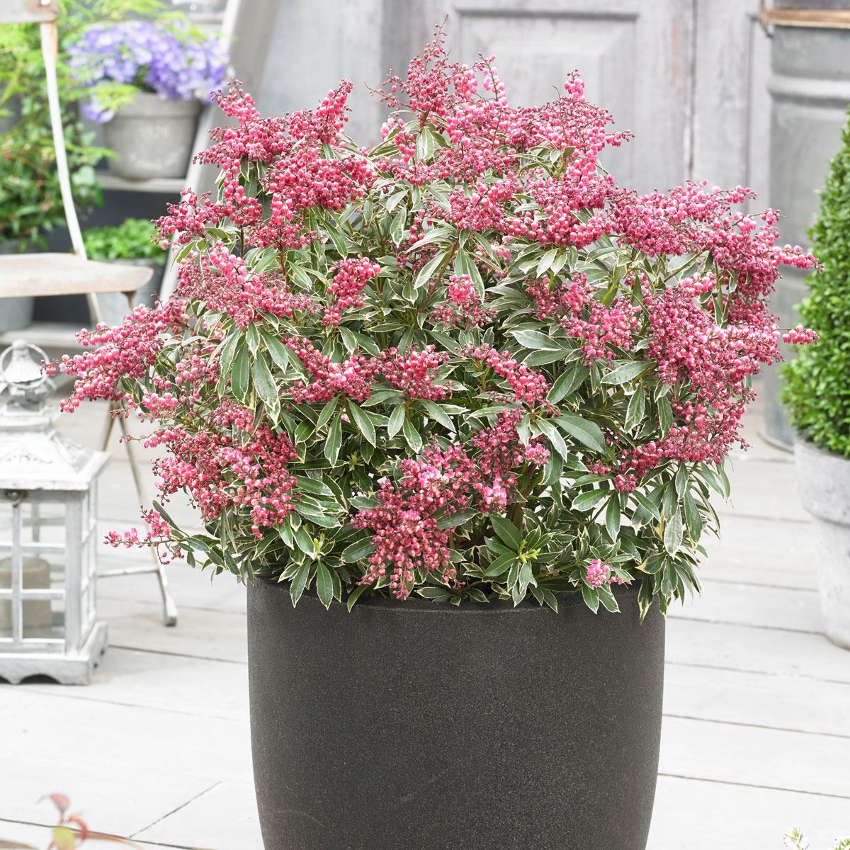 GAY GOBLIN LILY OF THE VALLEY PIERIS 2gal
