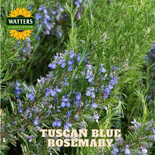 Tuscan Blue Rosemary plant with Watters Garden Center logo