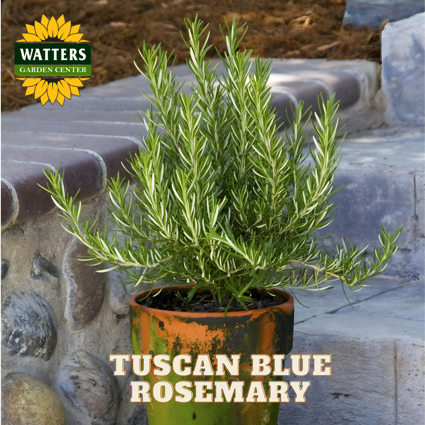 Potted Tuscan Blue Rosemary plant with Watters Garden Center logo.