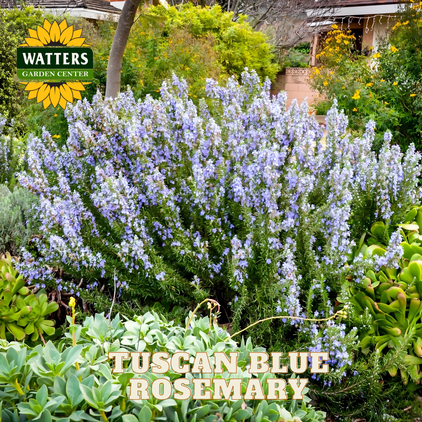 Tuscan Blue Rosemary plant with Watters Garden Center branding in a garden setting.