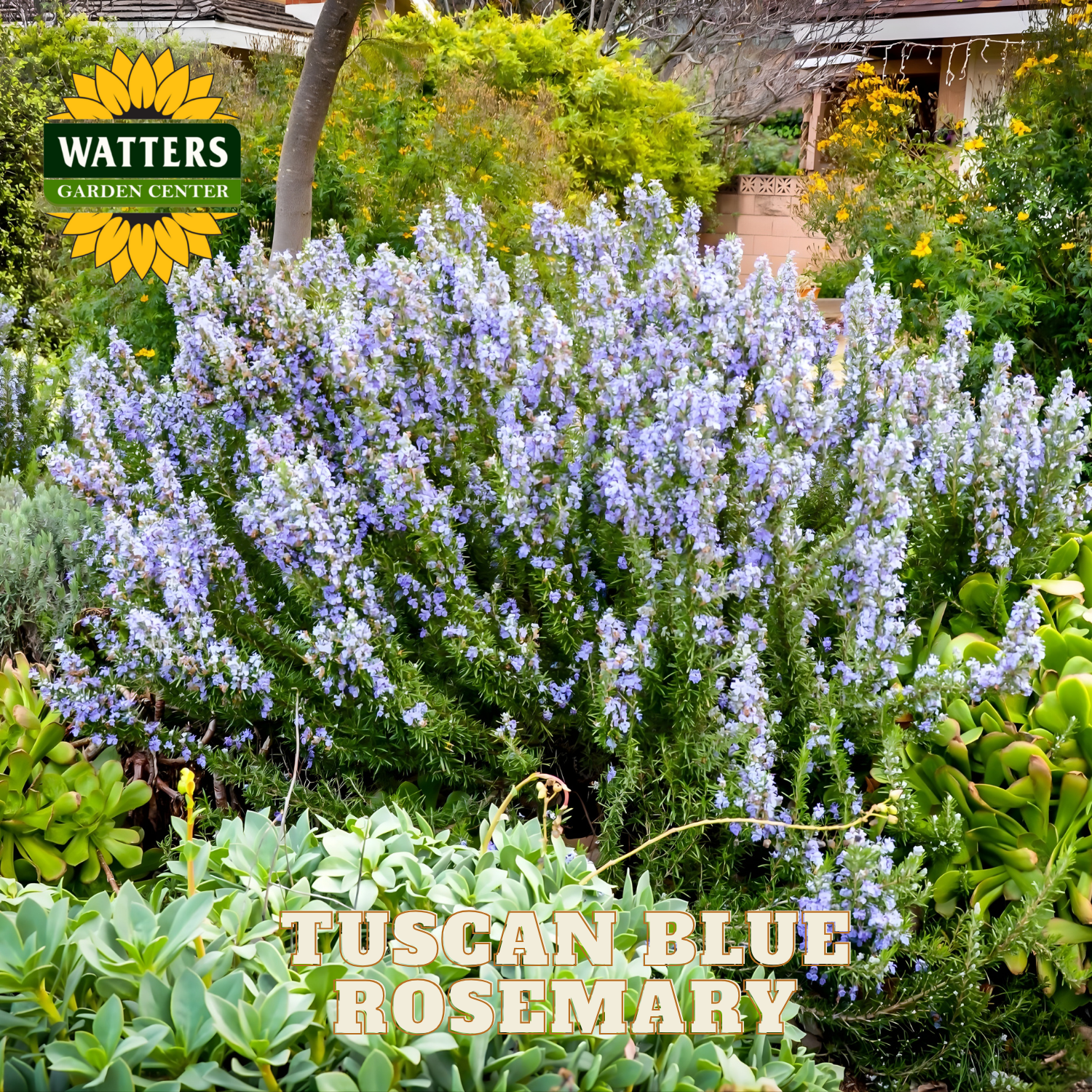 Tuscan Blue Rosemary plant with Watters Garden Center branding in a garden setting.