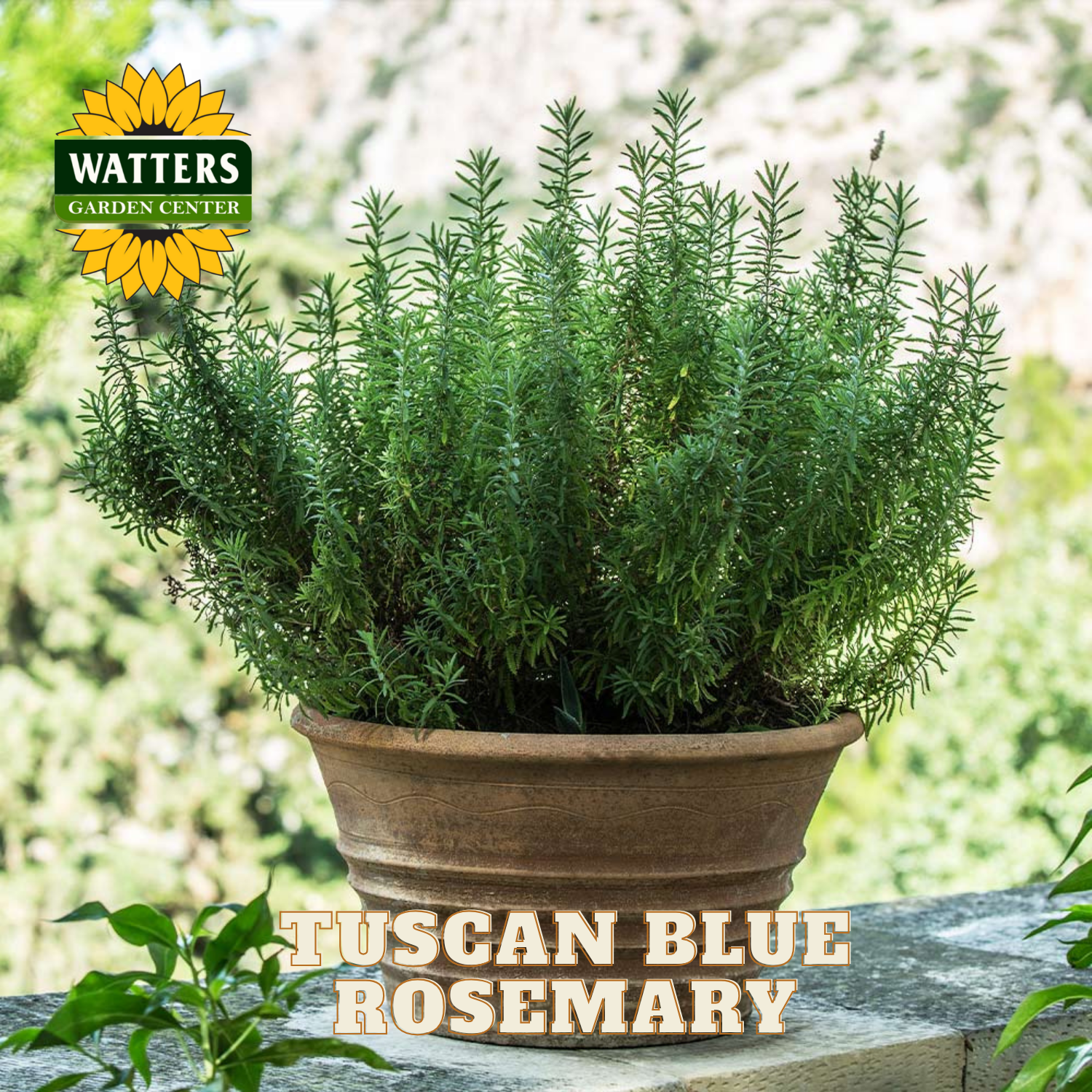 Potted Tuscan Blue Rosemary plant with Watters Garden Center logo
