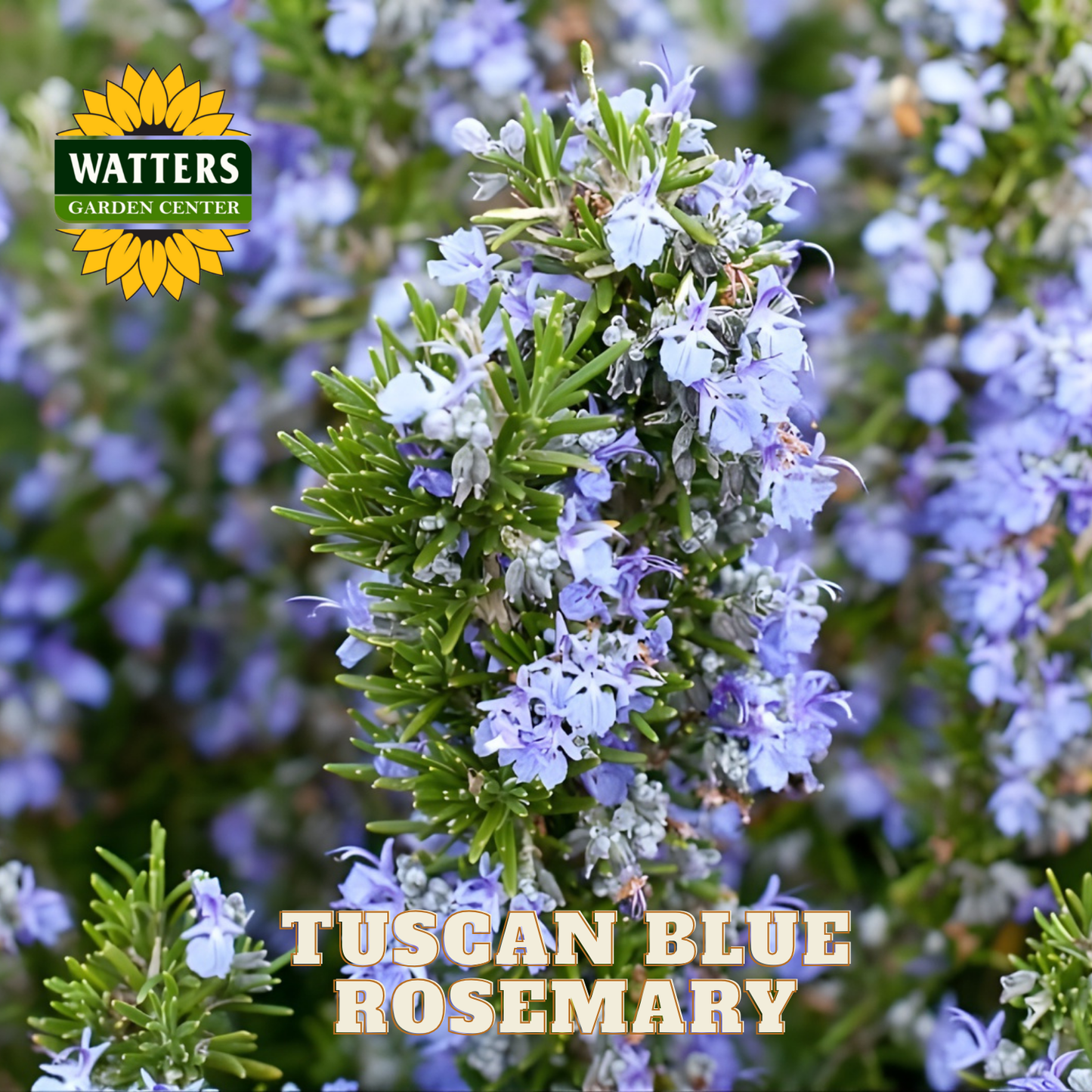 Tuscan Blue Rosemary with Watters Garden Center logo