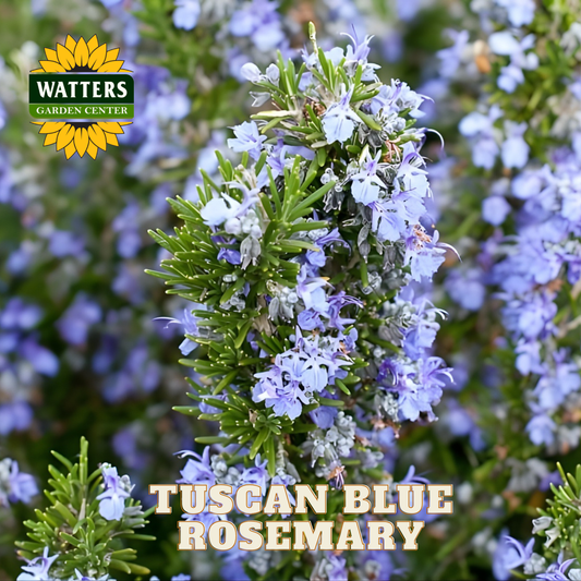 Tuscan Blue Rosemary with Watters Garden Center logo