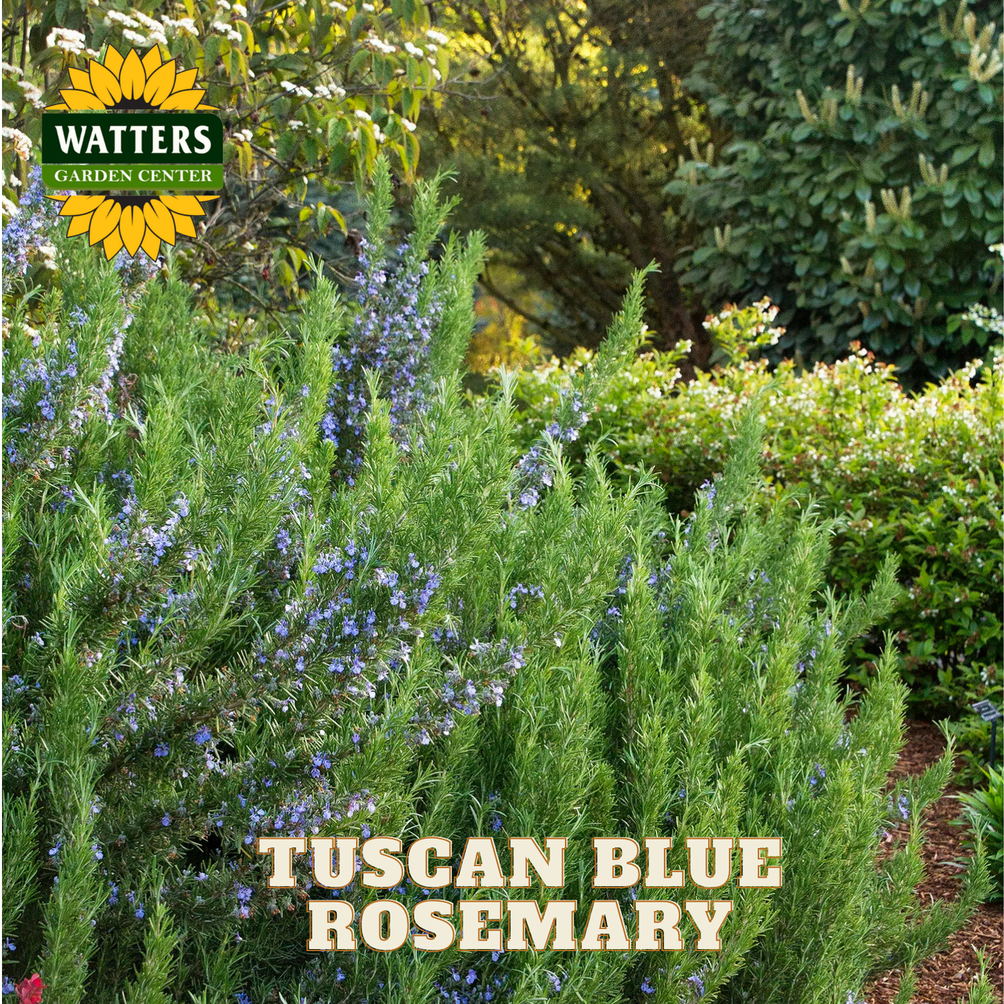 Tuscan Blue Rosemary plants with Watters Garden Center logo in the background