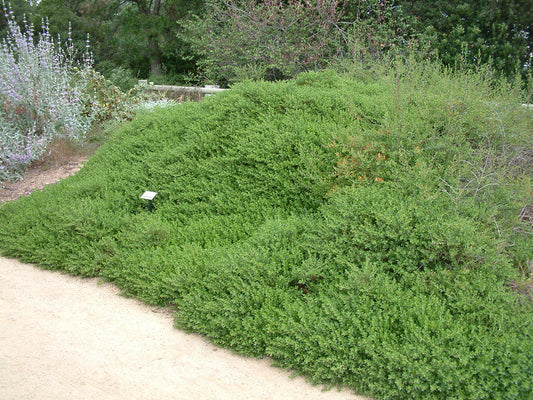 TWIN PEAKS COYOTE BRUSH 2gal