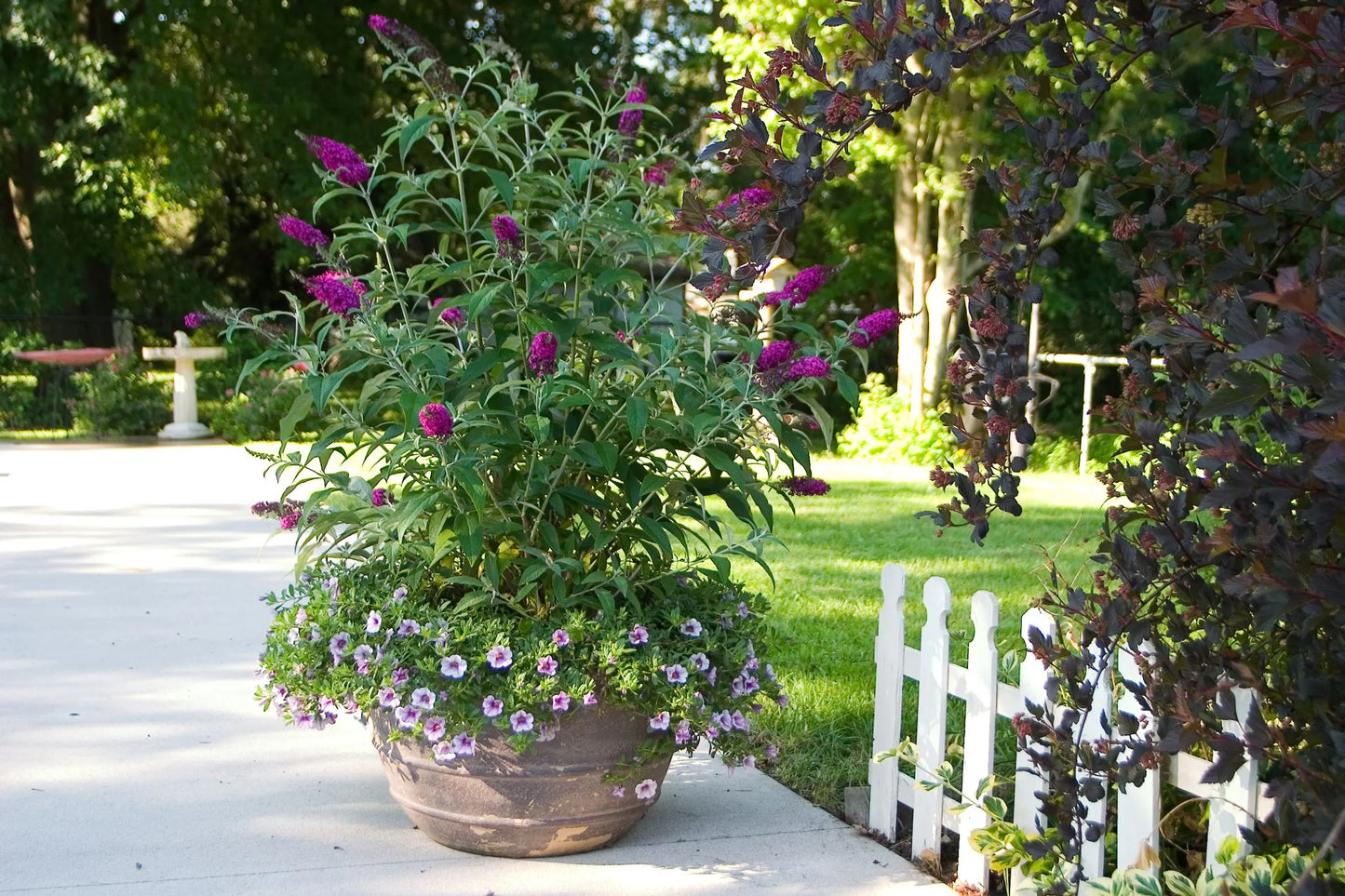 SUMMER BIRD MAGENTA BUTTERFLY BUSH 1gal