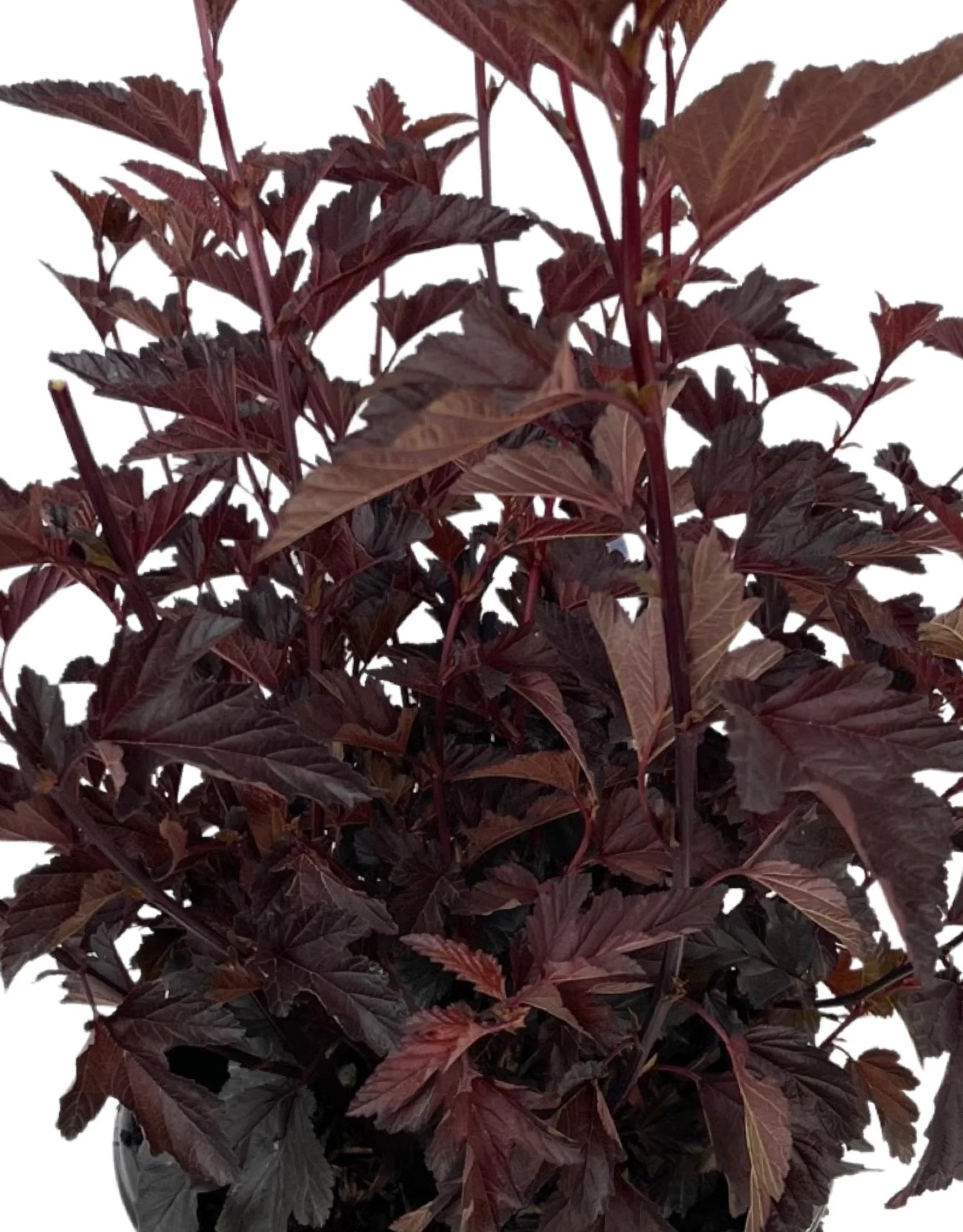 Watters Garden Center Darkstar Ninebark - Thumbnail 5
