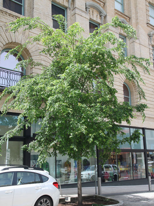 FRONTIER ELM TREE 15gal