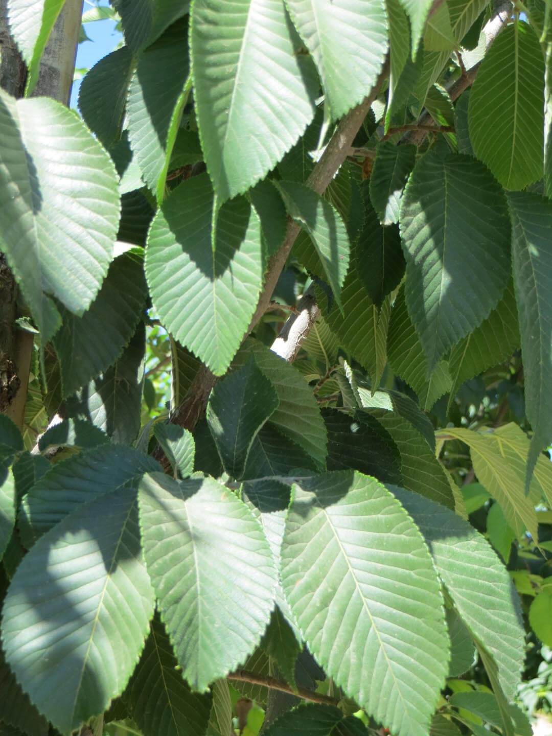 EMERALD SUNSHINE ELM TREE 10gal