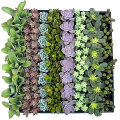 succulents in bulk near me Bulk Succulent Plants – Watters Garden Center