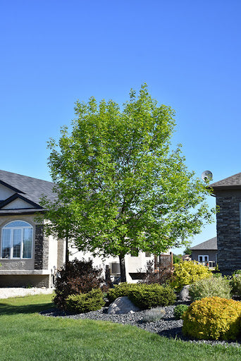MODESTO ASH TREE 15gal
