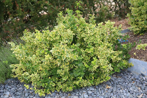 MOONSHADOW WINTERCREEPER EUONYMUS 1gal
