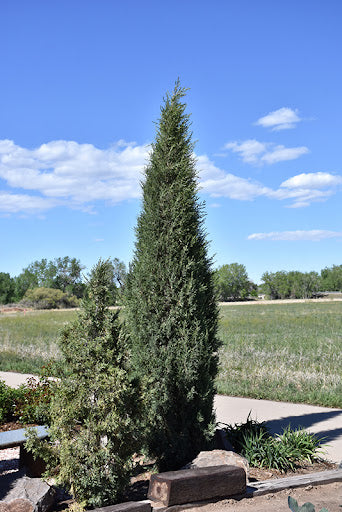 WOODWARD JUNIPER TREE 5gal
