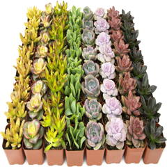 where to order succulents in bulk Bulk Succulent Plants – Watters Garden Center