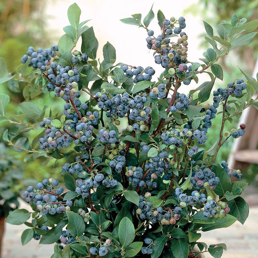 SUNSHINE BLUE BLUEBERRY 1gal