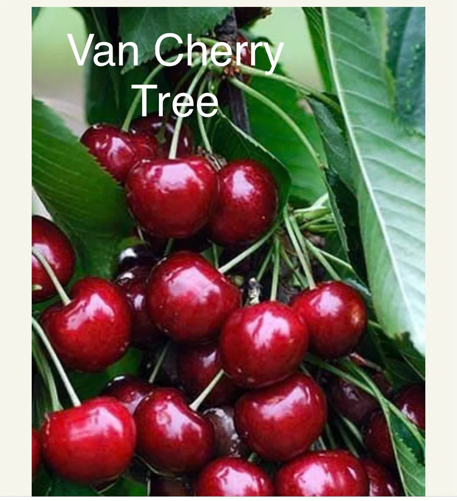 VAN CHERRY TREE 7gal