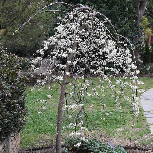 lavender twist redbud tree for sale #5 Cercis can Vanilla Twist/ White Weeping Redbud Native (TN)