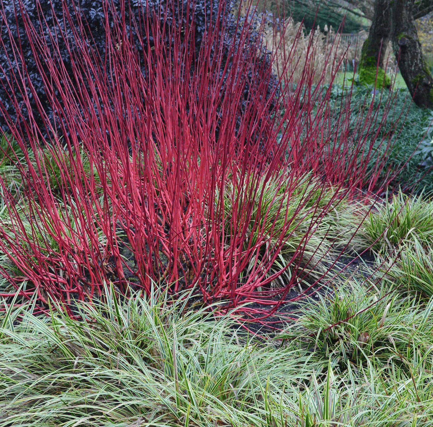 REDTWIG DOGWOOD 5 gal