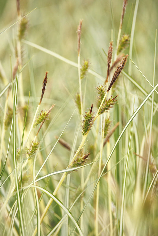 VARIEGATED JAPANESE SEDGE 1gal