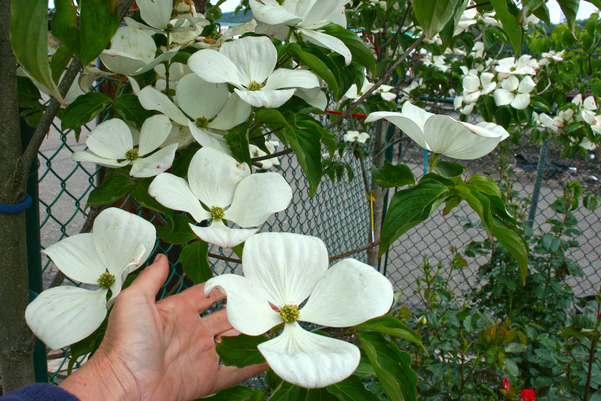 VENUS DOGWOOD 20gal