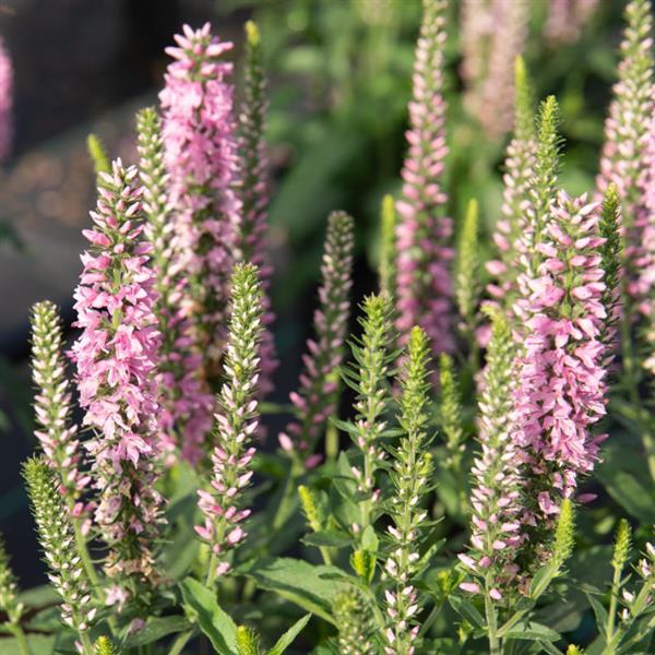 MOODY BLUES PINK VERONICA 4in