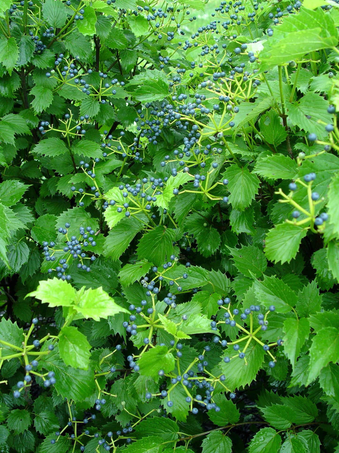 BLUE MUFFIN VIBURNUM 3 gal