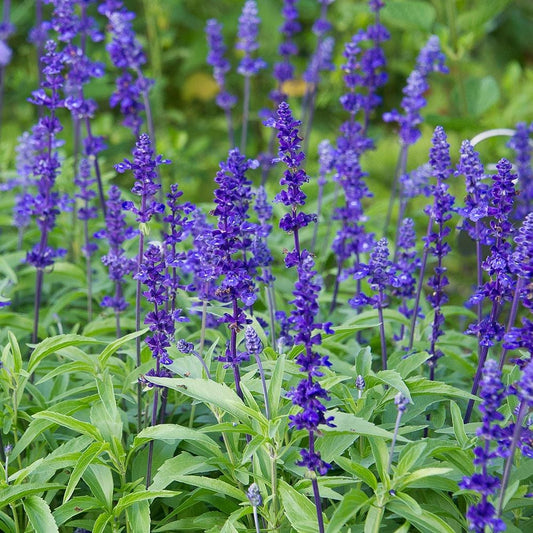 VICTORIA BLUE SALVIA 1gal