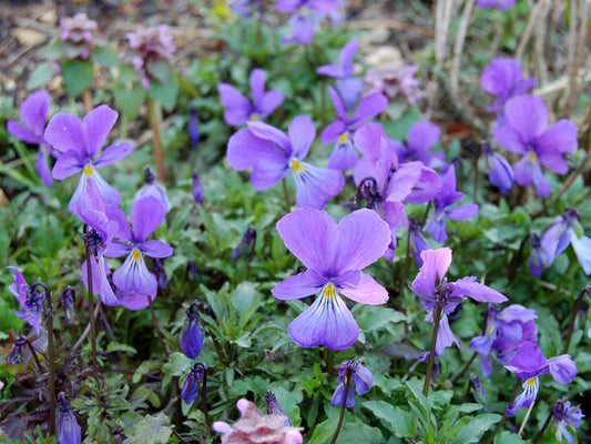 CORSICAN VIOLET 1gal