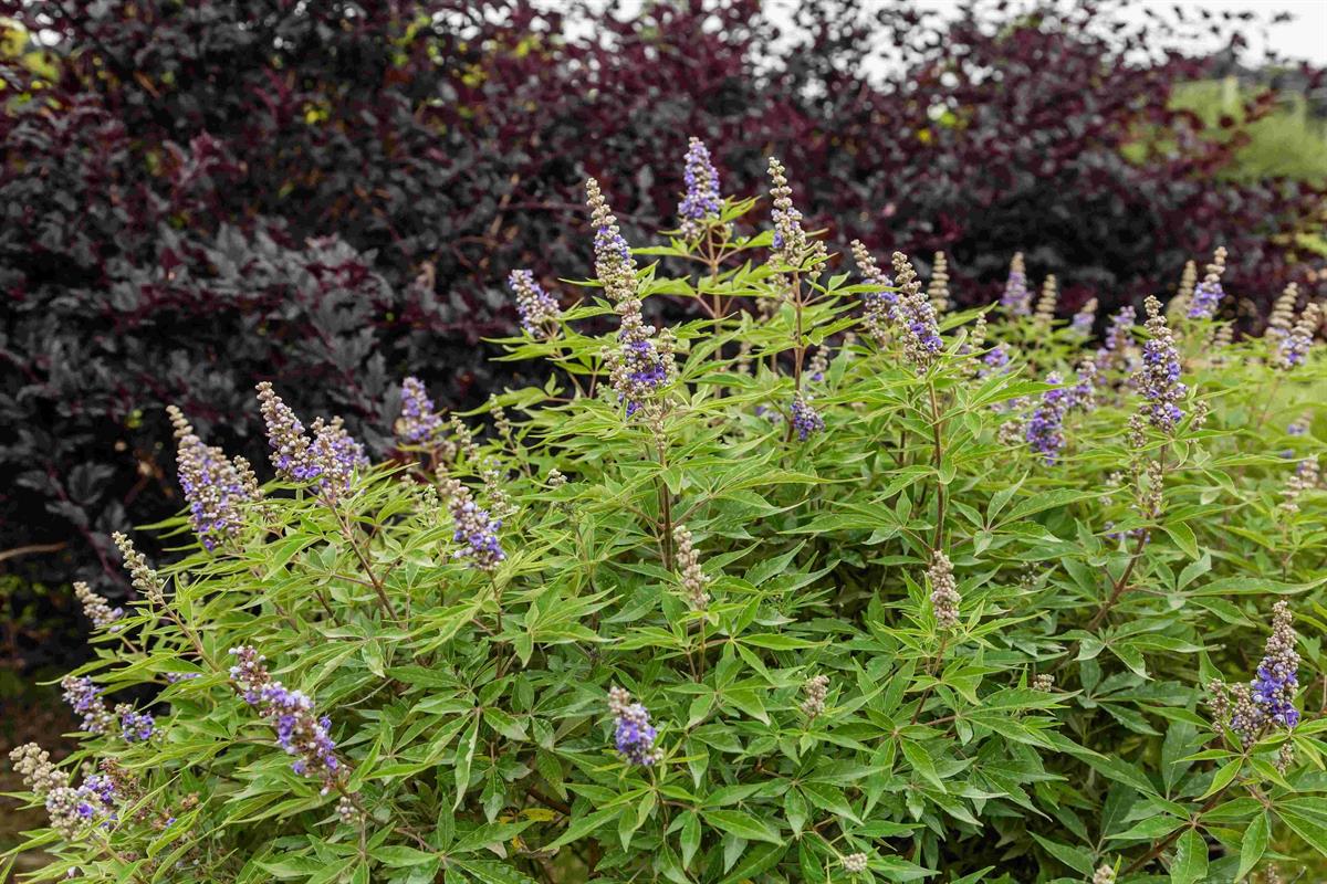 VIOLET MIST CHASTE TREE 2gal