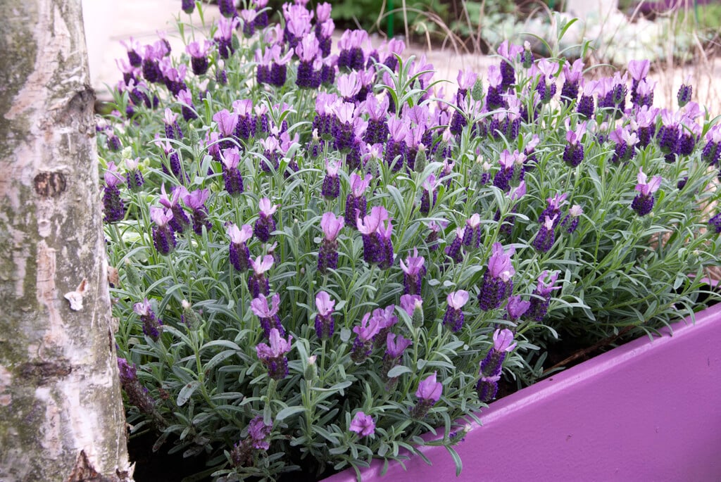 ANOUK PURPLE MEDLEY LAVENDER 1gal