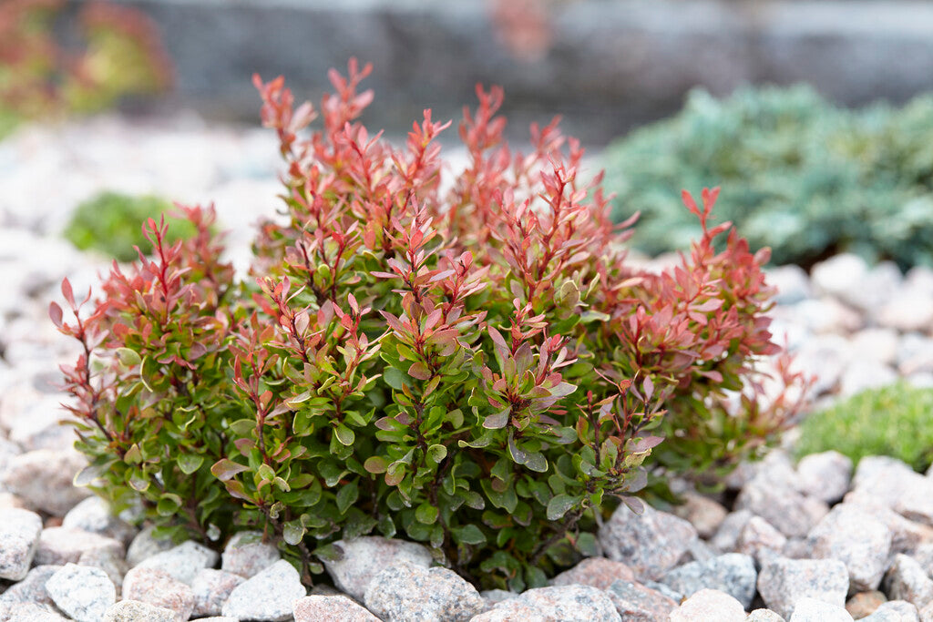 GOLDEN RUBY BARBERRY 2gal