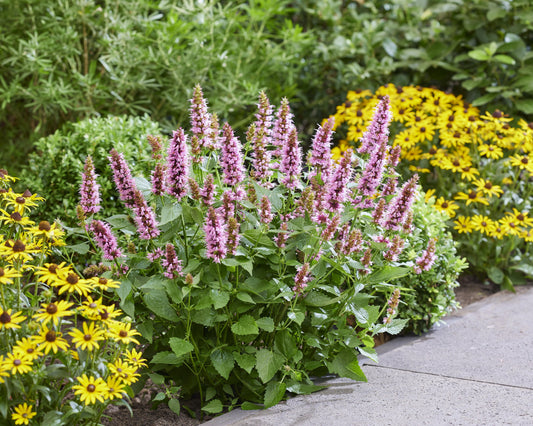 BEELICIOUS PINK AGASTACHE 1gal