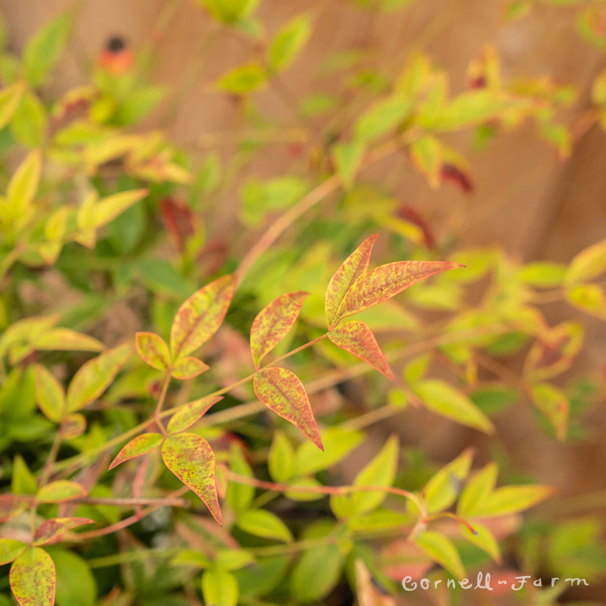 COMPACT HEAVENLY BAMBOO NANDINA 5gal
