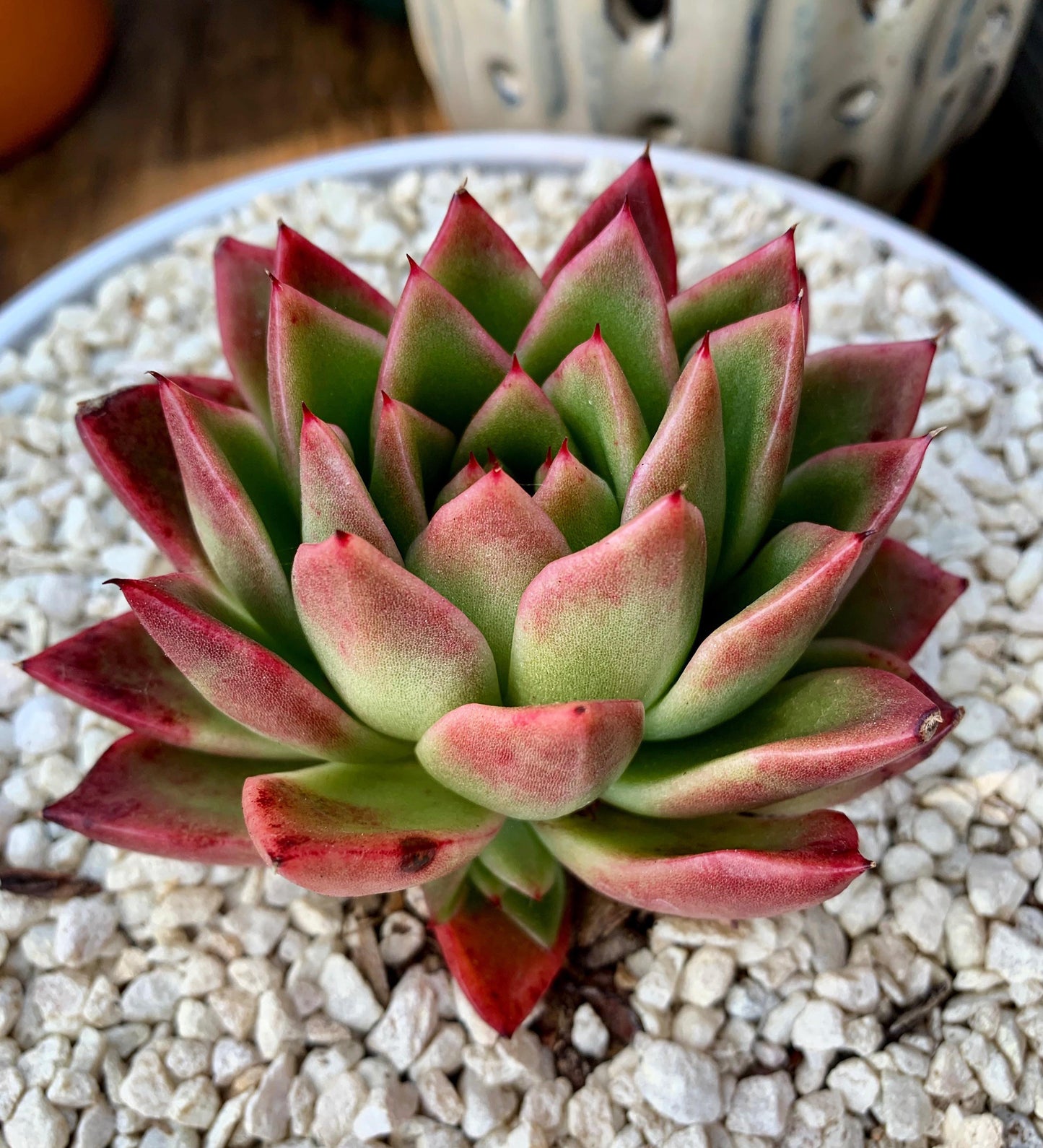 Echeveria Agavoides Prolifera