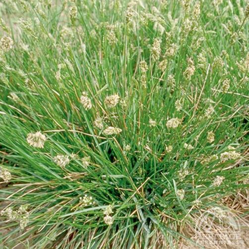BLUE MOORE GRASS 1 GAL