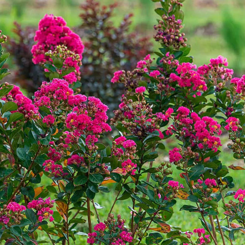WATERMELON CRAPE MYRTLE 5gal