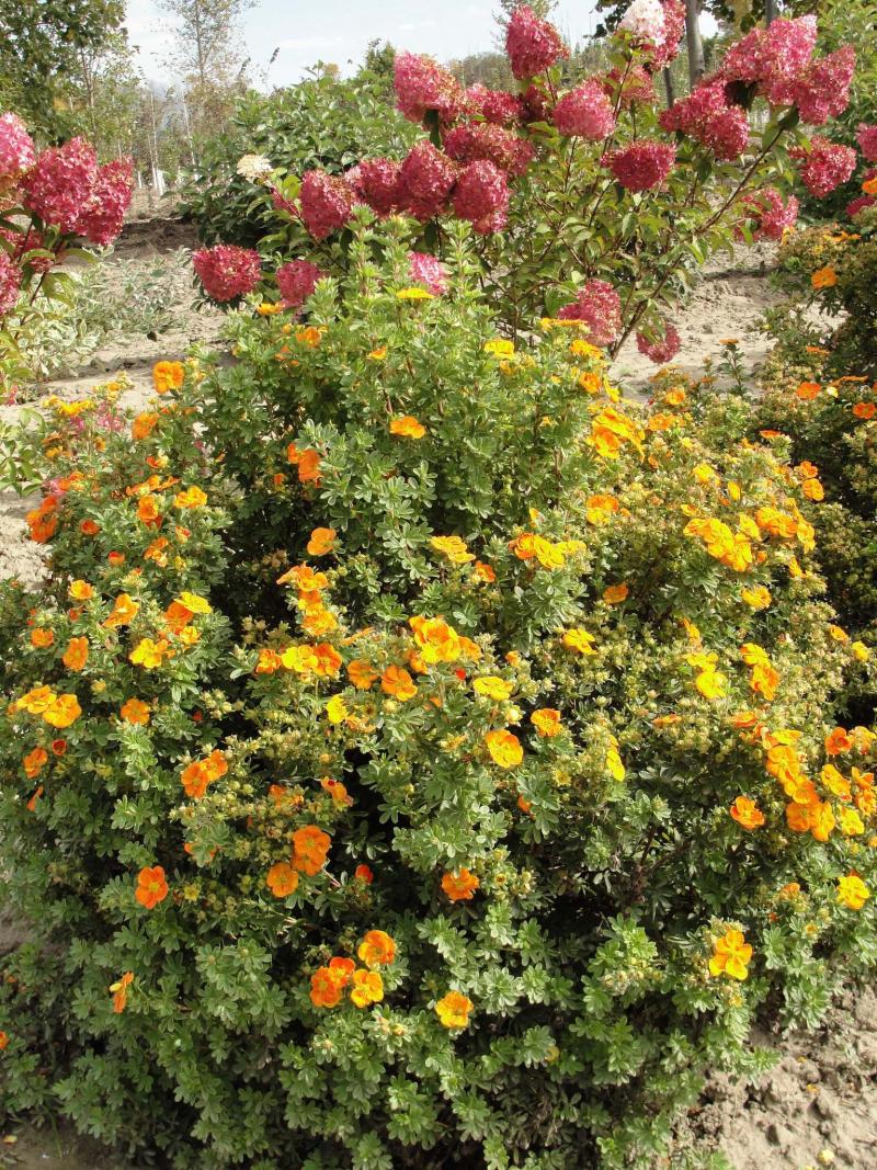 MANDARIN TANGO POTENTILLA 2gal