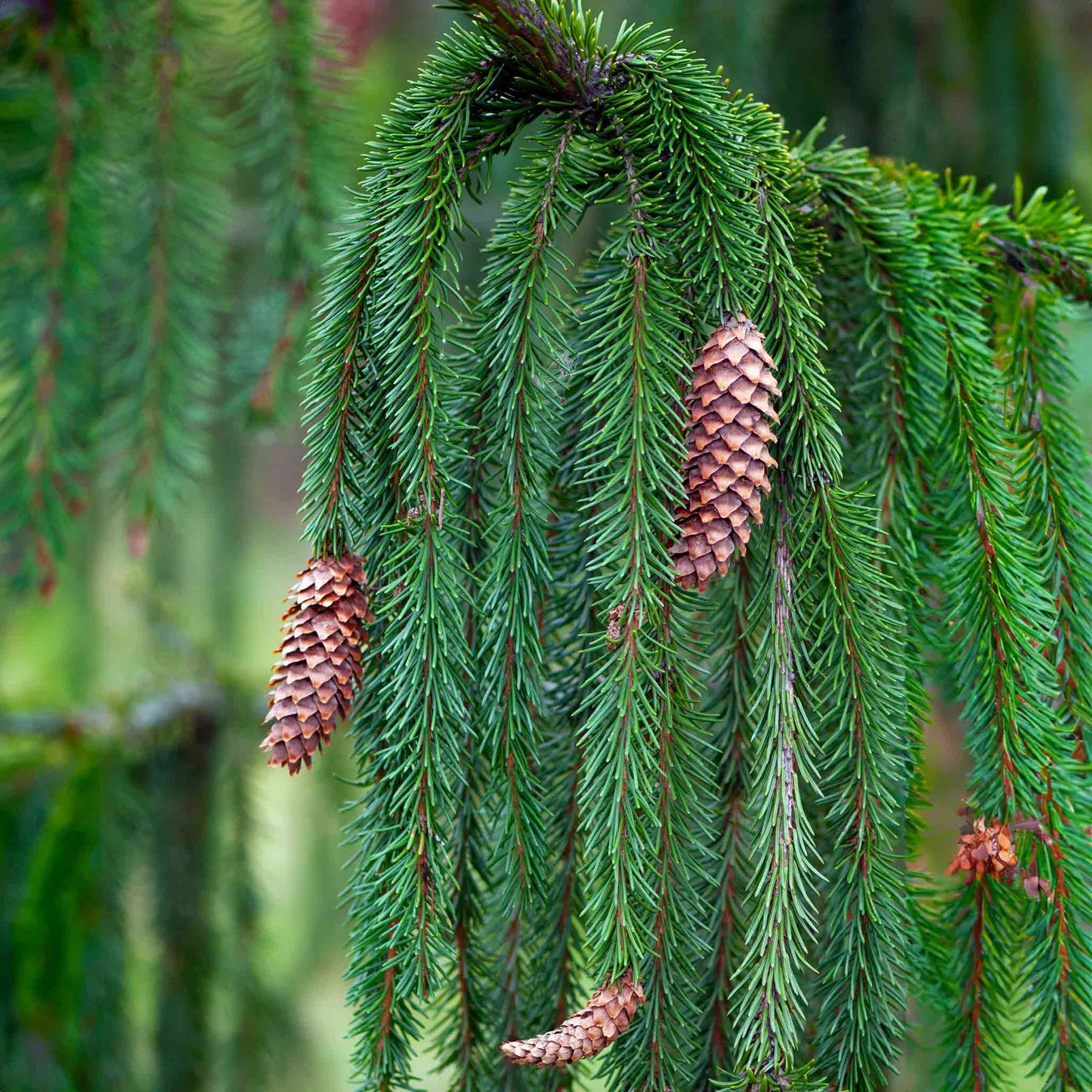 WEEPING WHITE SPRUCE 5gal