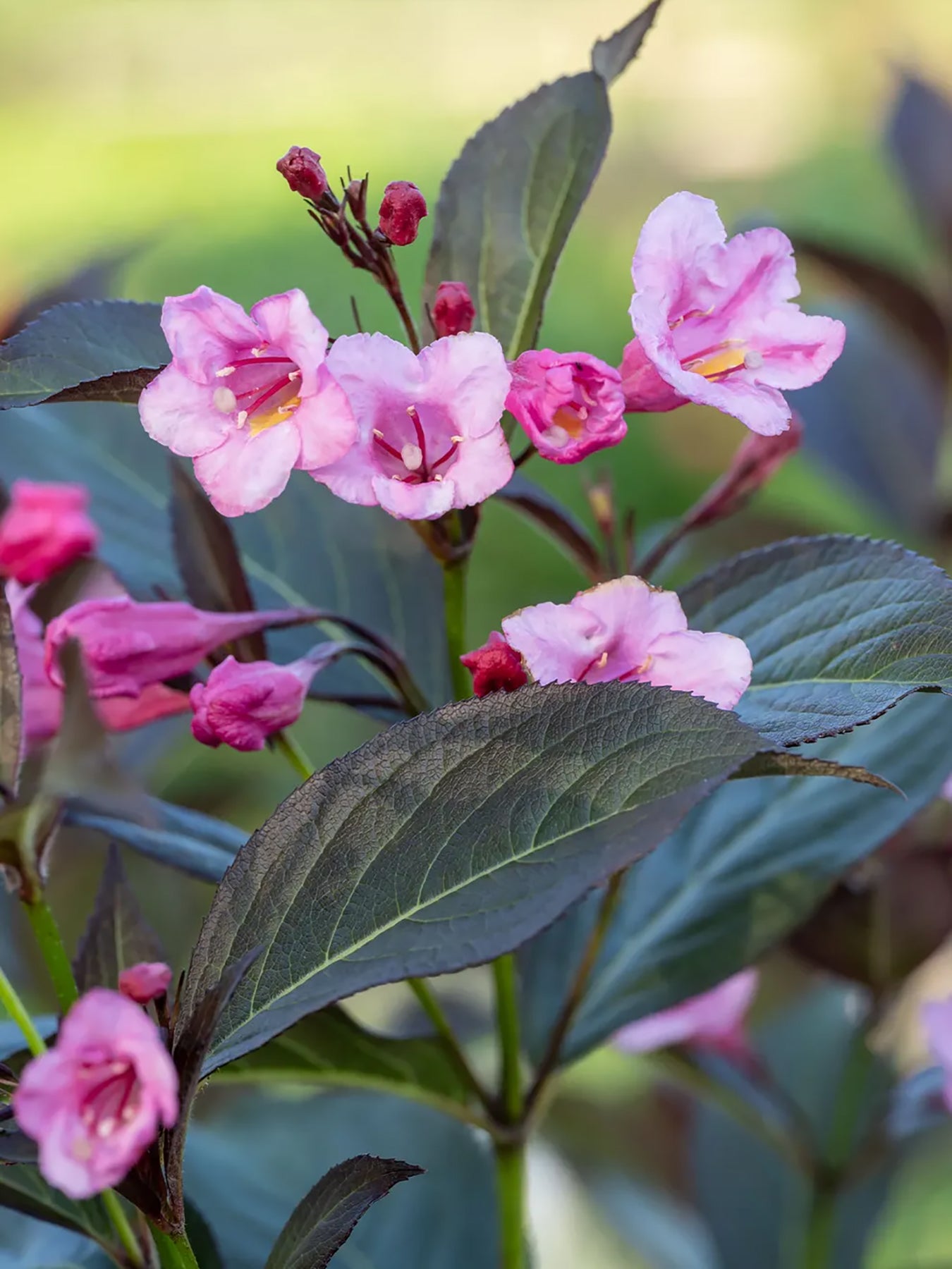 SONIC BLOOM PINK WEIGELA 2gal