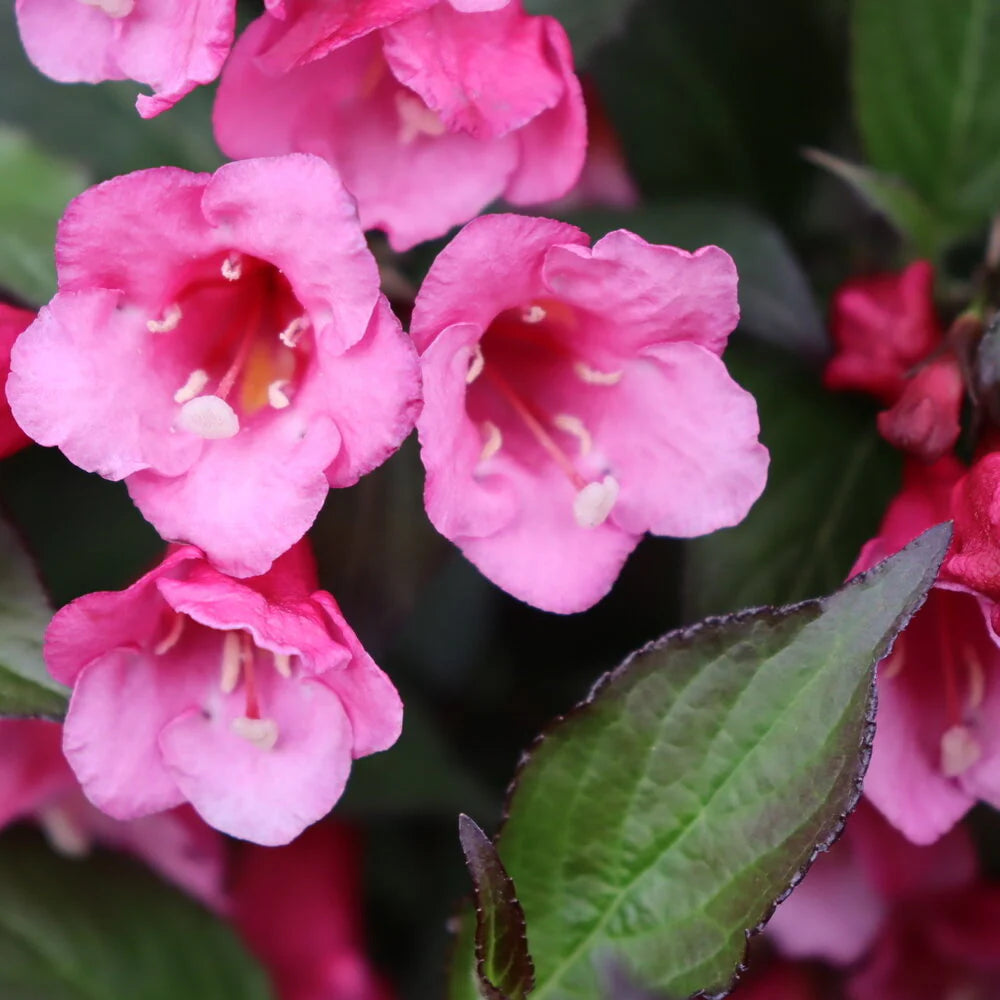 SONIC BLOOM PINK WEIGELA 2gal