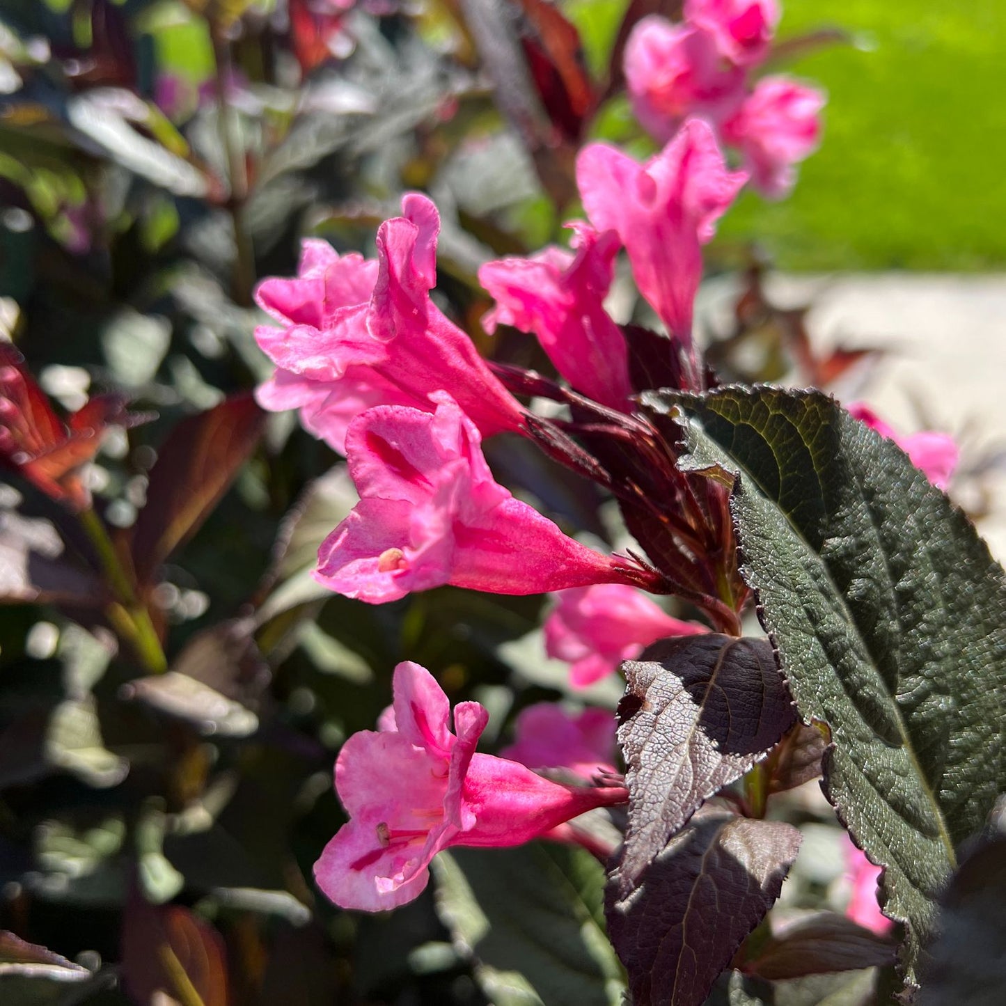 SONIC BLOOM PINK WEIGELA 2gal