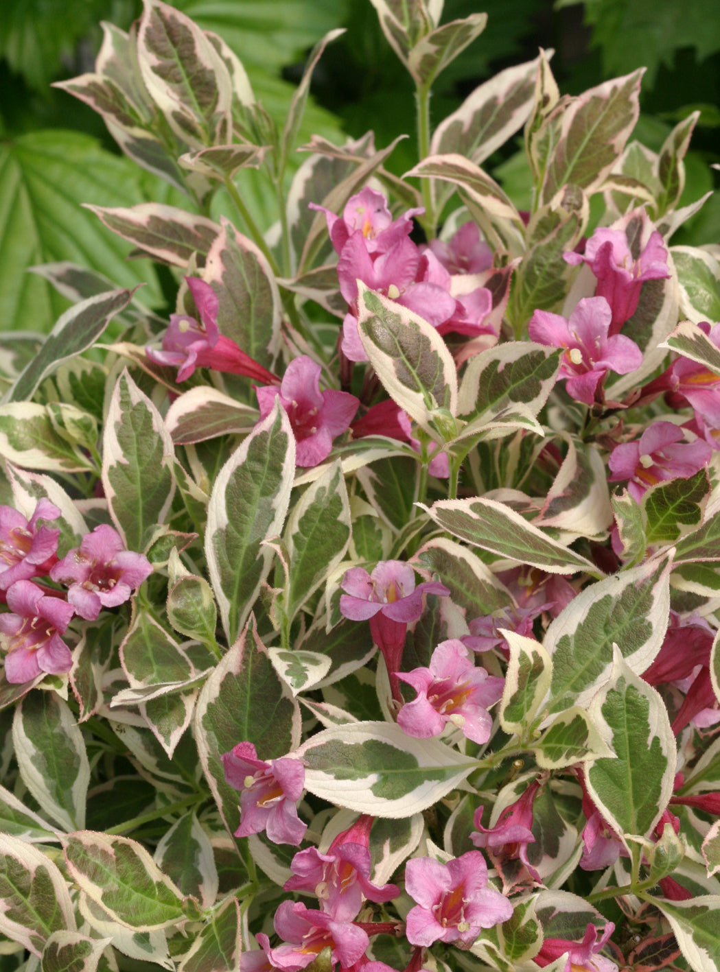 My Monet® Weigela (Weigela x 'Verweig') - 2 gallon 10"