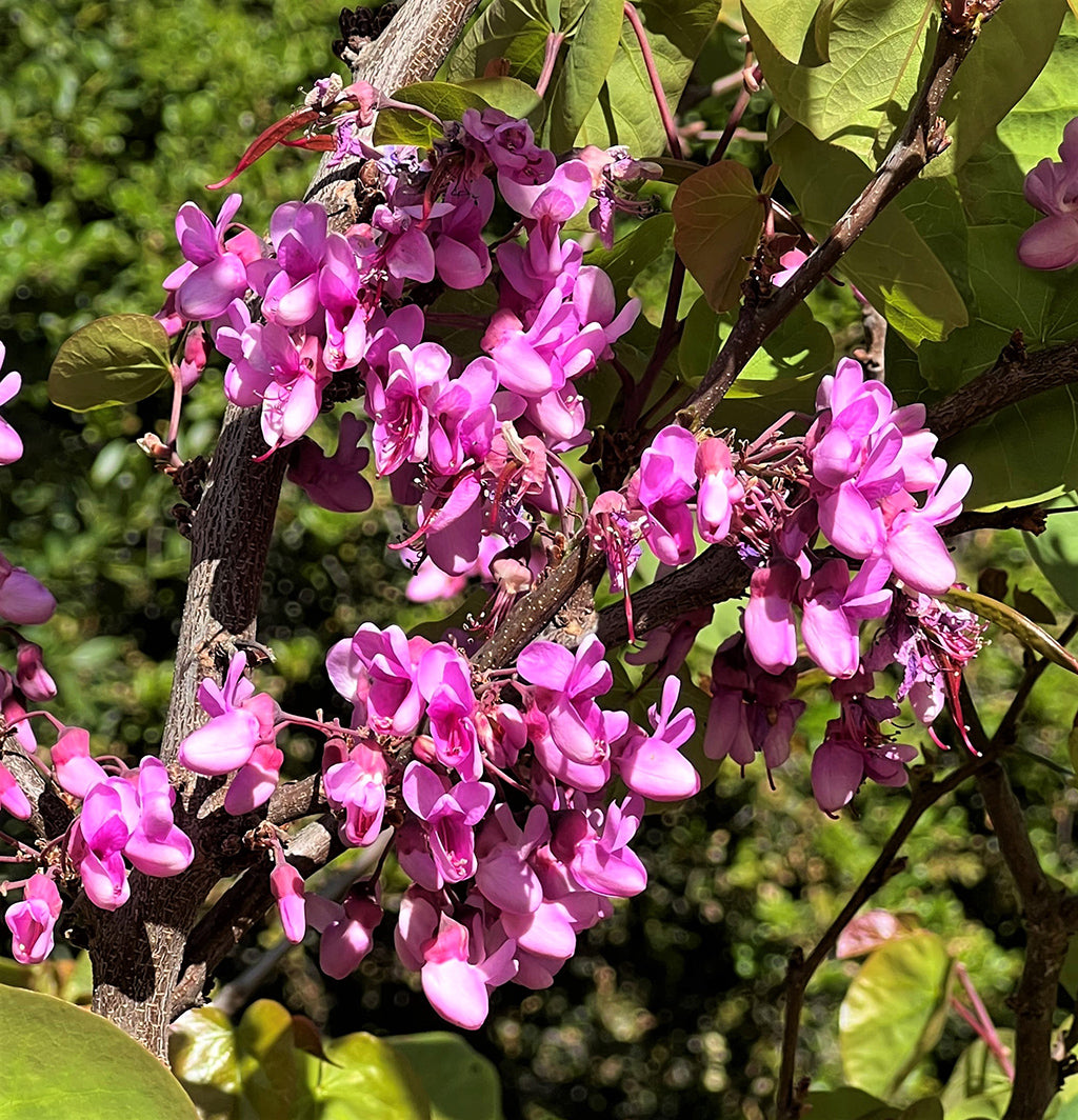 WESTERN MEXICAN REDBUD NATIVE 5Ggal